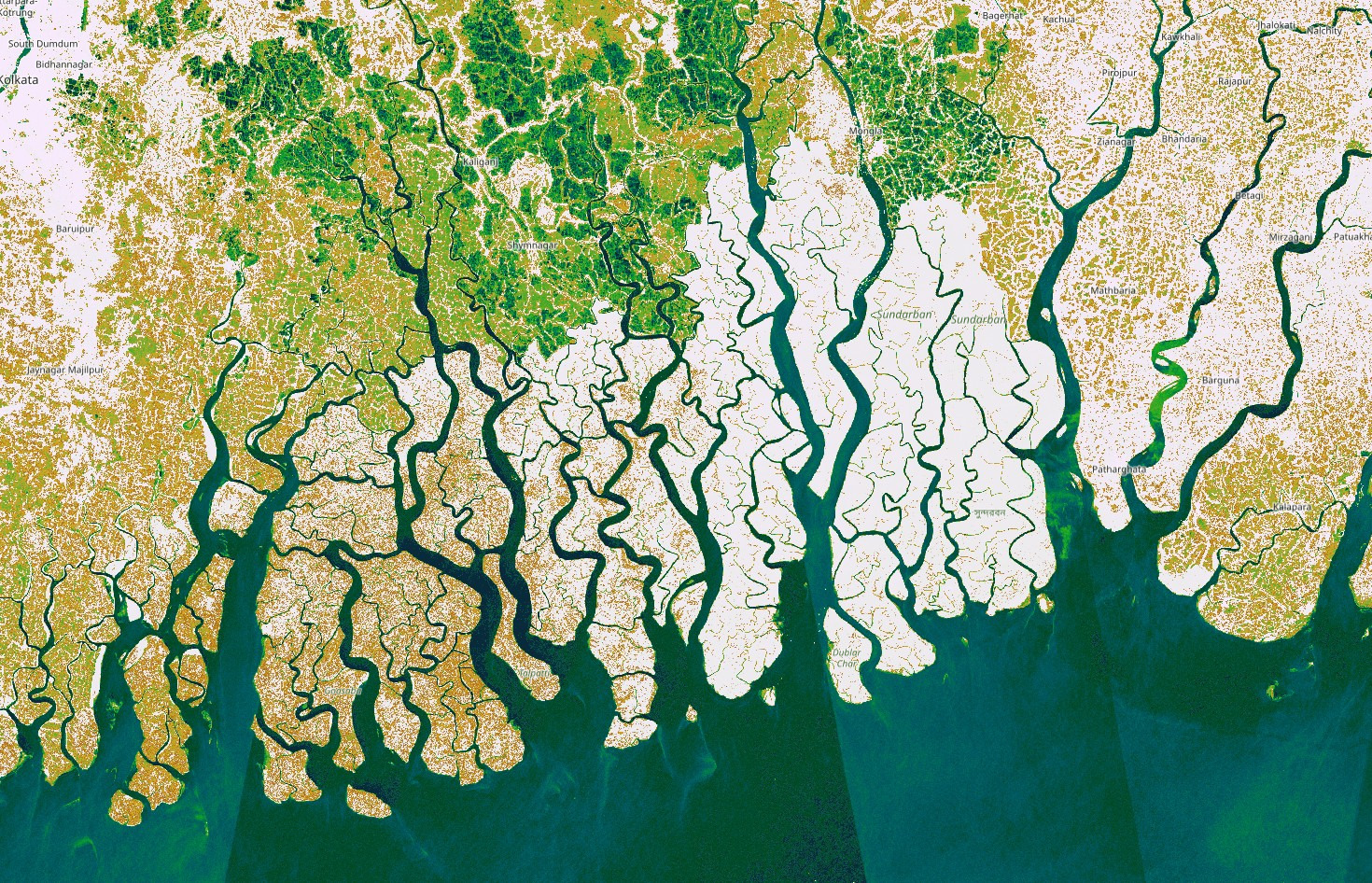 Mangrove area in the Sundarbans with Mangrove Radar visualization (slightly adjusted max value)