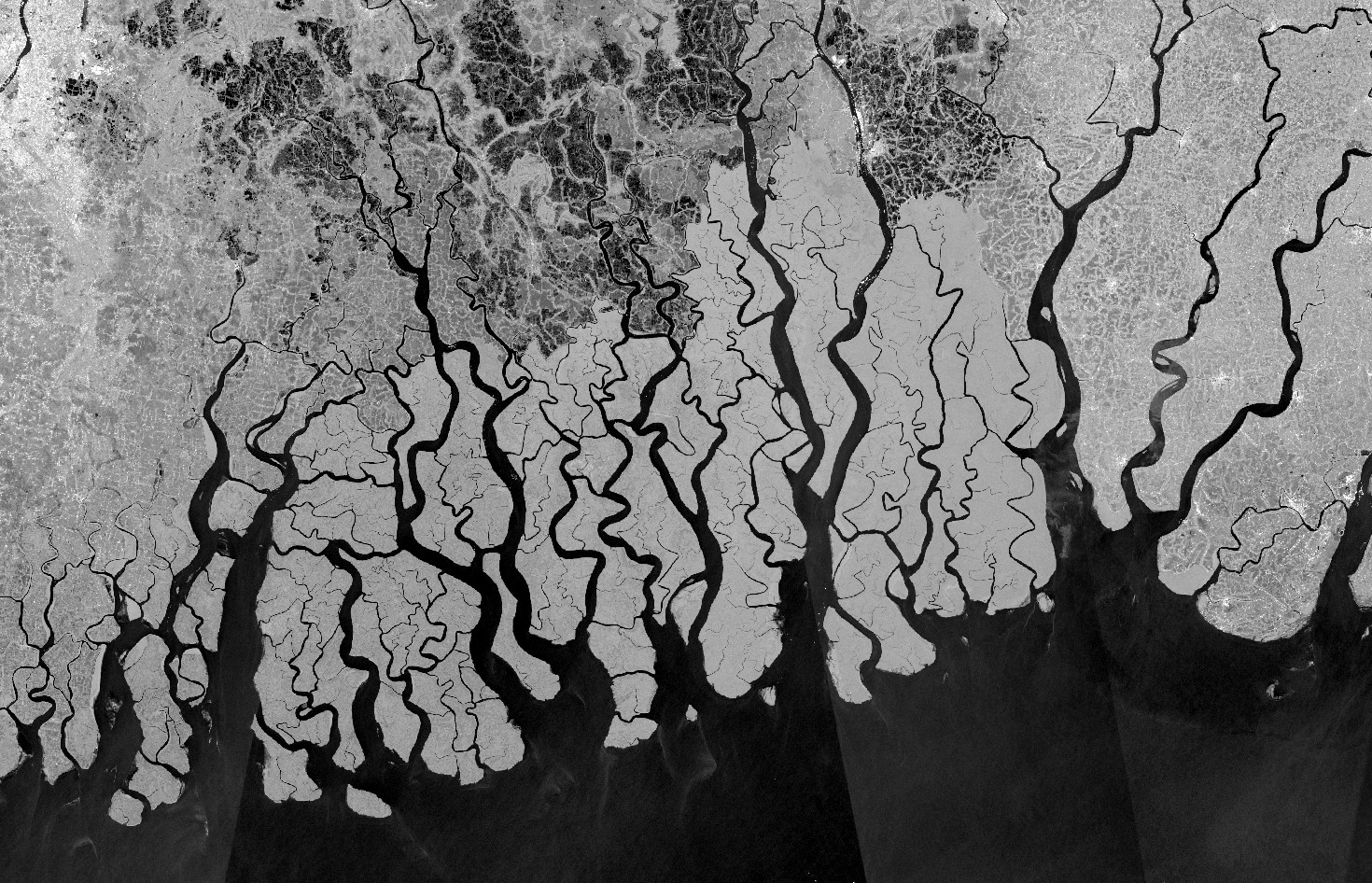Mangrove area in the Sundarbans with Sentinel-1 VV db gamma0 default visualization